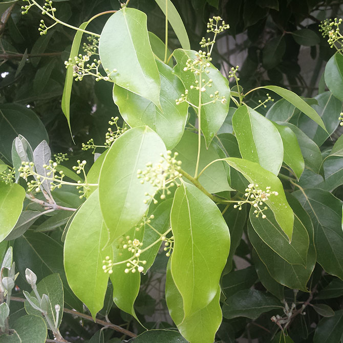 Camphor