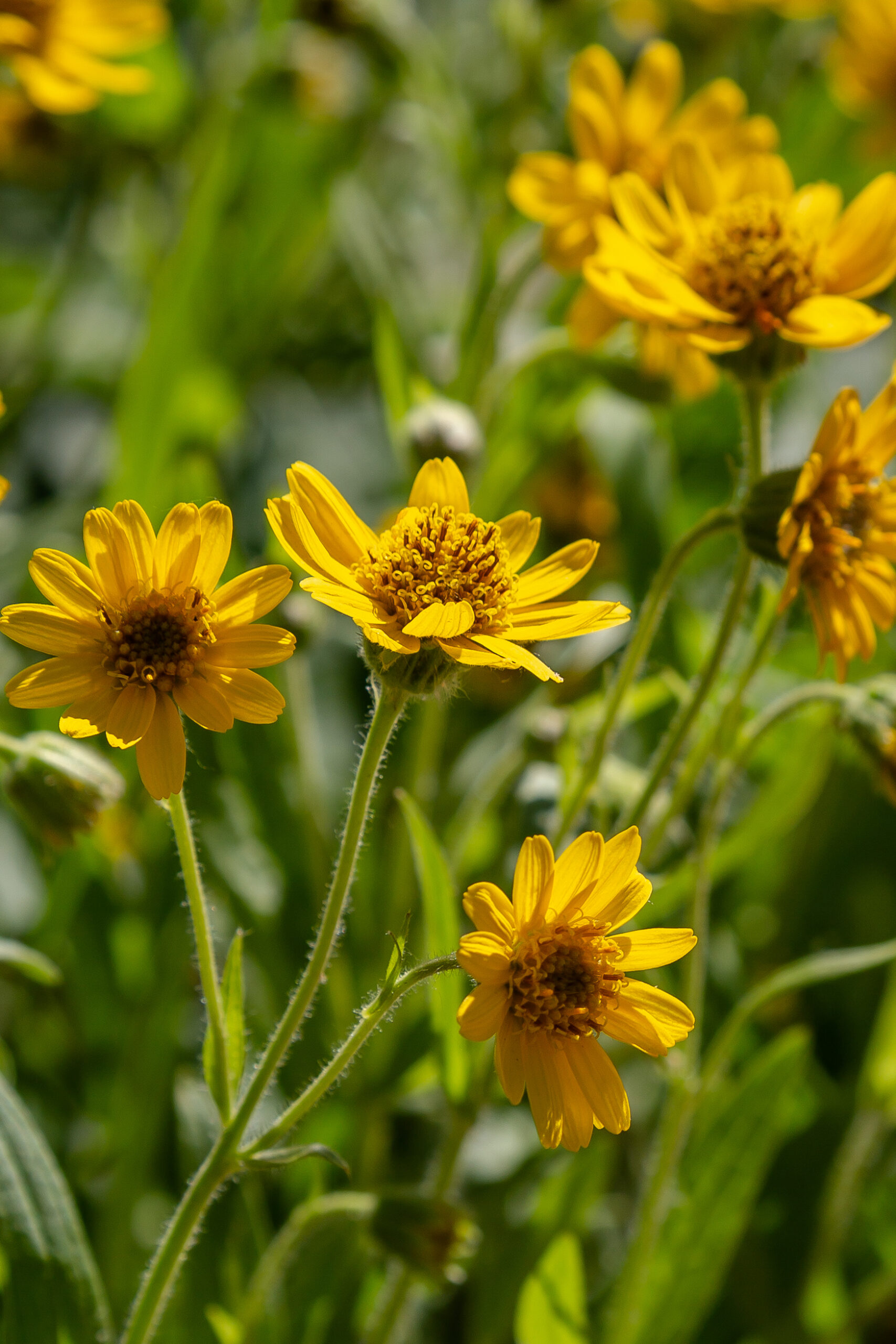 Arnica Montana