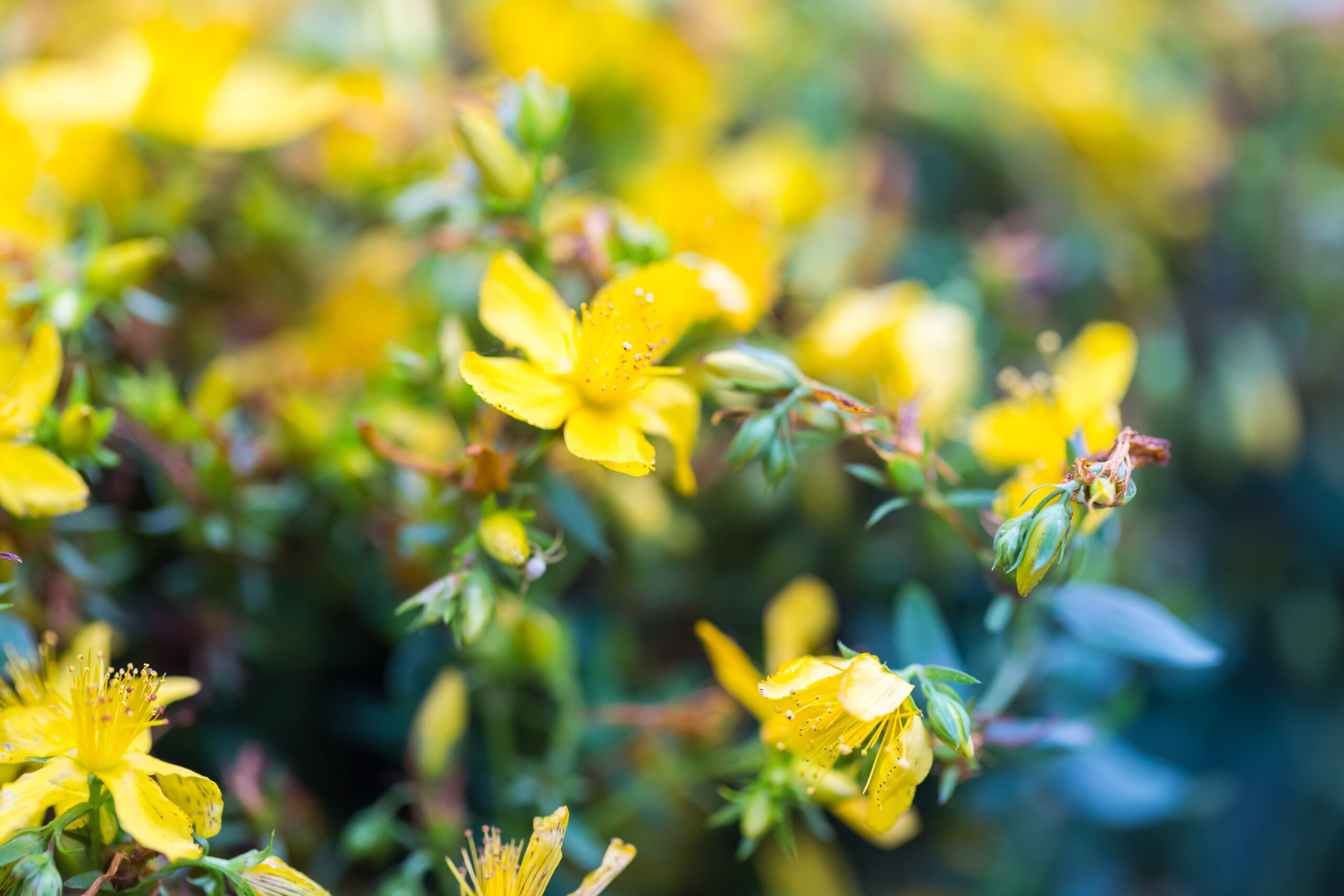 Hypericum