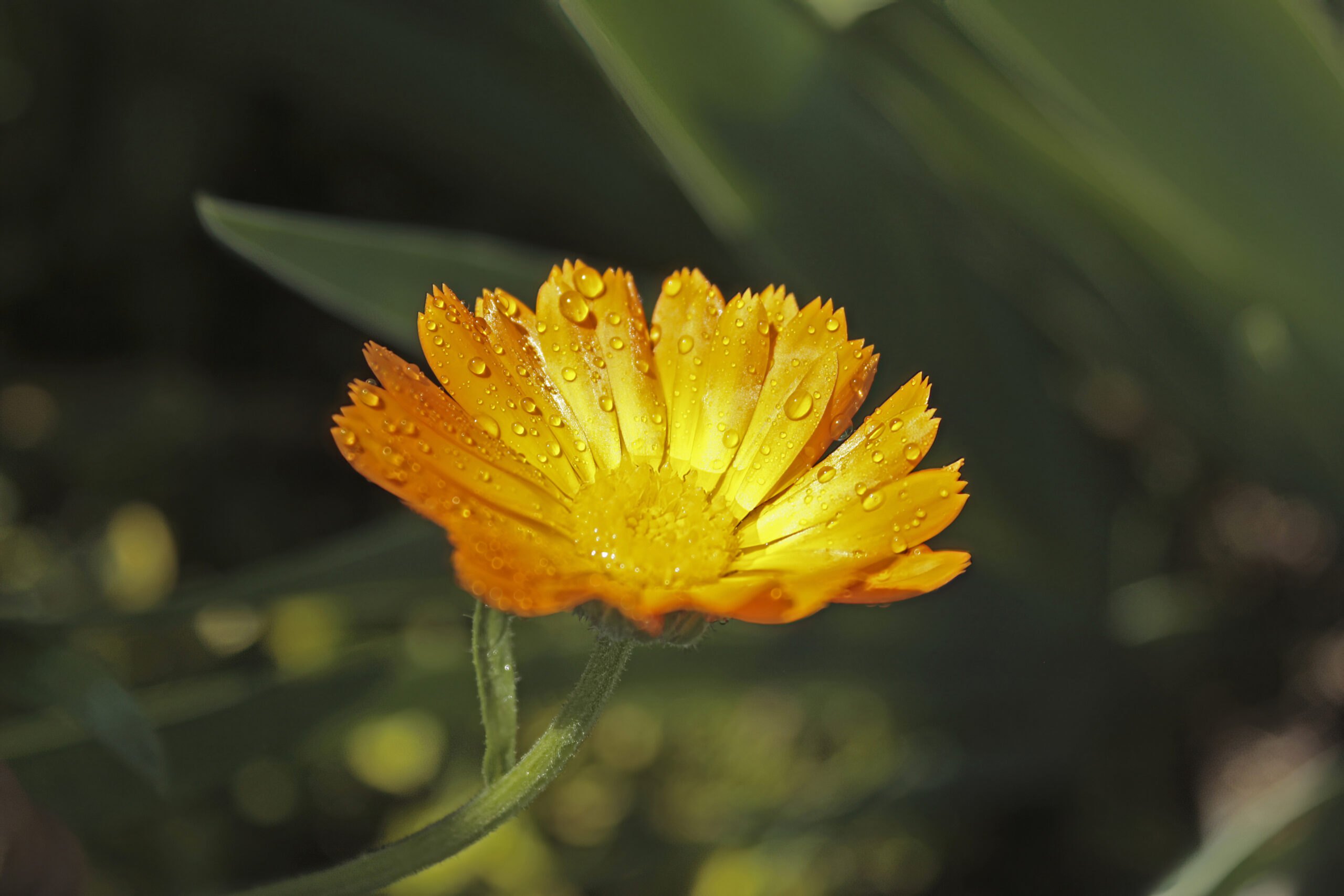 Calendula