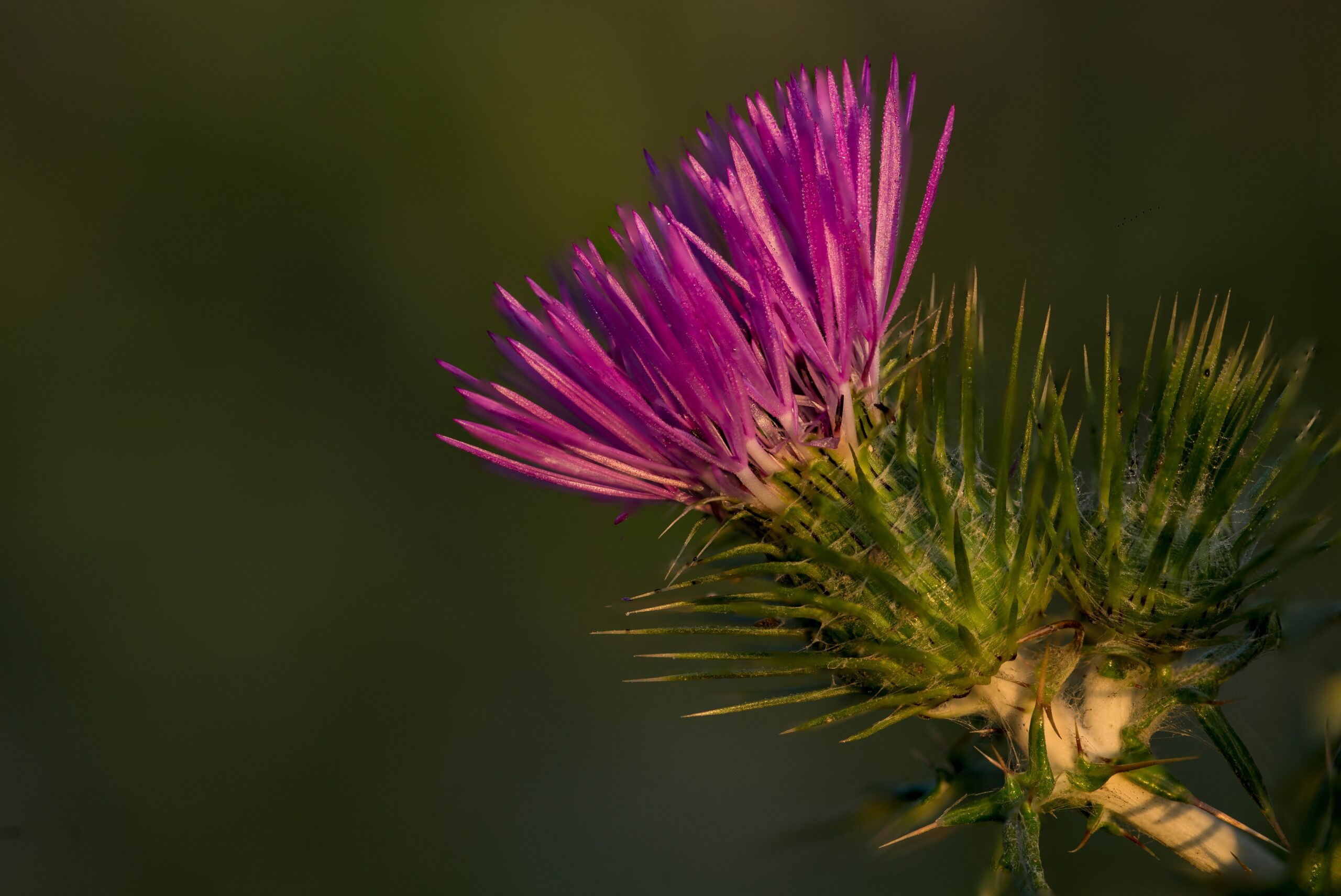 Milk Thistle